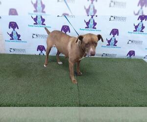 Staffordshire Bull Terrier Dogs for adoption in Orlando, FL, USA