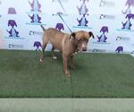 Small Staffordshire Bull Terrier