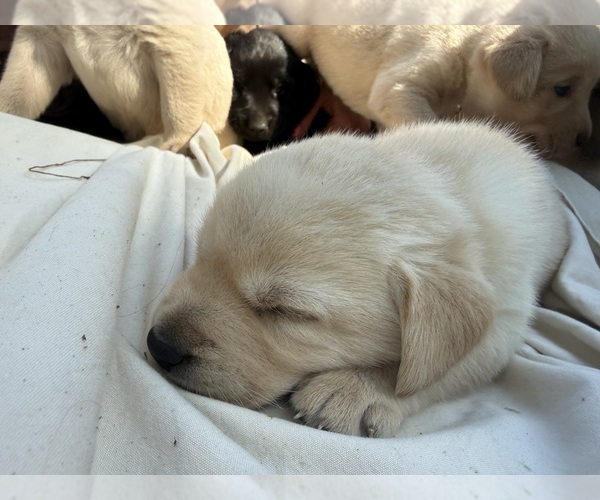 Medium Photo #4 Labrador Retriever Puppy For Sale in ROGERSVILLE, MO, USA