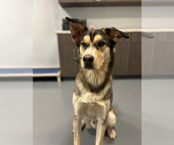 Medium Photo #2 Siberian Husky-Unknown Mix Puppy For Sale in South Bend, IN, USA