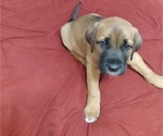 Small Photo #4 Bullmastiff Puppy For Sale in GRANTSBURG, WI, USA