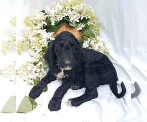 Goldendoodle-Poodle (Standard) Mix Puppy for sale in FREDERICKSBG, OH, USA