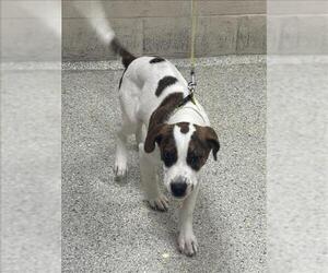Labrador Retriever Dogs for adoption in Conroe, TX, USA