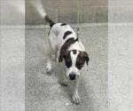 NEWTON - Male Labrador Retriever Dog for Adoption - Small photo