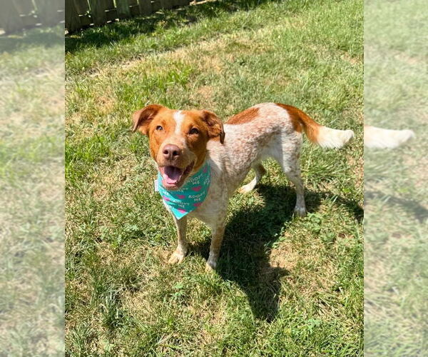 Medium Photo #12 Mutt Puppy For Sale in Evansville, IN, USA