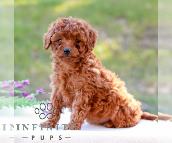 Medium Photo #4 Cavapoo (Miniature) Puppy For Sale in LITITZ, PA, USA