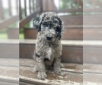 Puppy Puppy 1 Bernedoodle