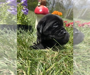 Labrador Retriever Puppy for sale in NEOLA, WV, USA