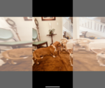 Small Photo #5 Basset Hound Puppy For Sale in ORLAND, CA, USA
