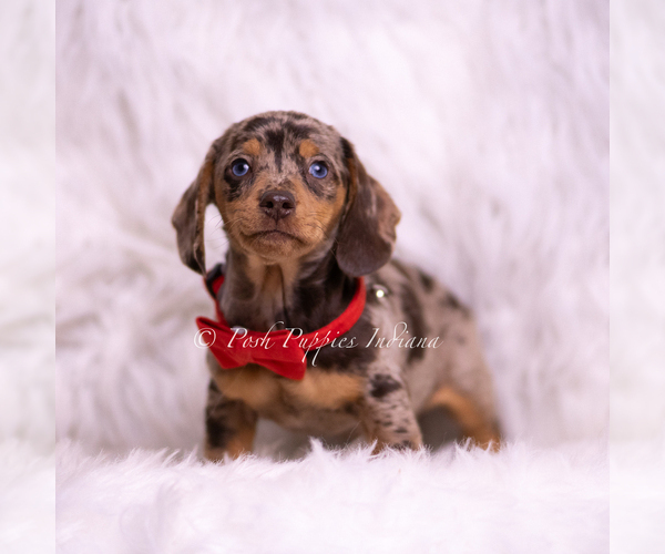 Medium Photo #37 Dachshund Puppy For Sale in WARSAW, IN, USA