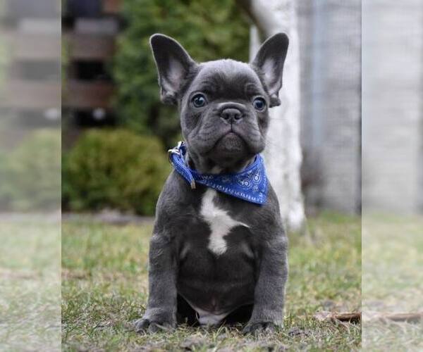 Medium Photo #1 French Bulldog Puppy For Sale in GRESHAM, OR, USA