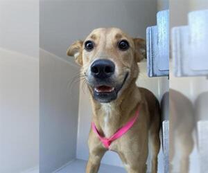 Basenji-Carolina Dog Mix Dogs for adoption in Houston, TX, USA