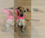 Small #1 Mutt