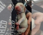 Small Photo #9 Beagle Puppy For Sale in NEW ORLEANS, LA, USA