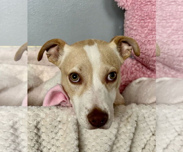 Medium Photo #2 American Pit Bull Terrier-Unknown Mix Puppy For Sale in Hillsboro, MO, USA