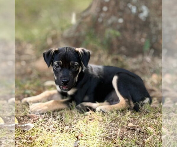 Medium Photo #3 Mutt Puppy For Sale in Claremore, OK, USA