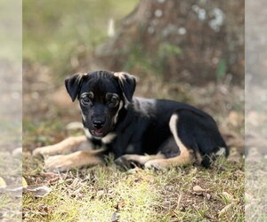 Winslow - Male Mutt Dog for Adoption - Photo #3
