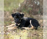 Small Photo #3 Mutt Puppy For Sale in Claremore, OK, USA