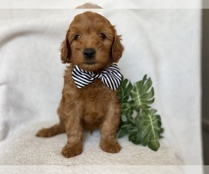Goldendoodle (Miniature) Puppy for sale in LAKELAND, FL, USA