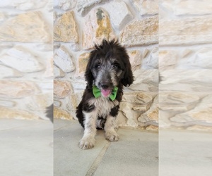 F2 Aussiedoodle Puppy for sale in KISSIMMEE, FL, USA