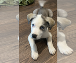 Small #2 Siberian Husky Mix