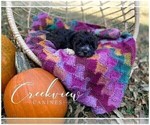 Small Photo #9 Schnoodle (Miniature) Puppy For Sale in NIANGUA, MO, USA