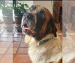 Small Saint Bernard