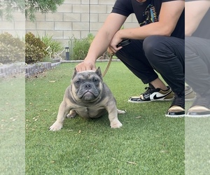 American Bully Puppy for sale in EASTVALE, CA, USA