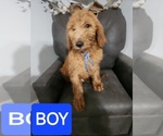 Puppy Blue boy Goldendoodle