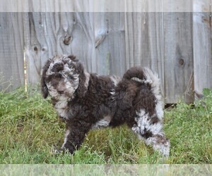 Goldendoodle-Poodle (Standard) Mix Puppy for sale in NEW MARKET, TN, USA