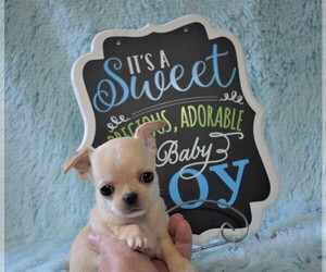 Chihuahua Puppy for sale in HAMPTON, VA, USA