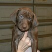 Small Photo #4 Vizsla-Weimaraner Mix Puppy For Sale in MILLBROOK, AL, USA