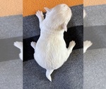 AKC Camero male - Male Chihuahua Puppy for Sale - Photo #4