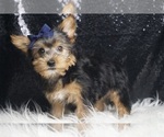 Small #3 Yorkshire Terrier