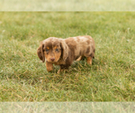 Small #3 Dachshund