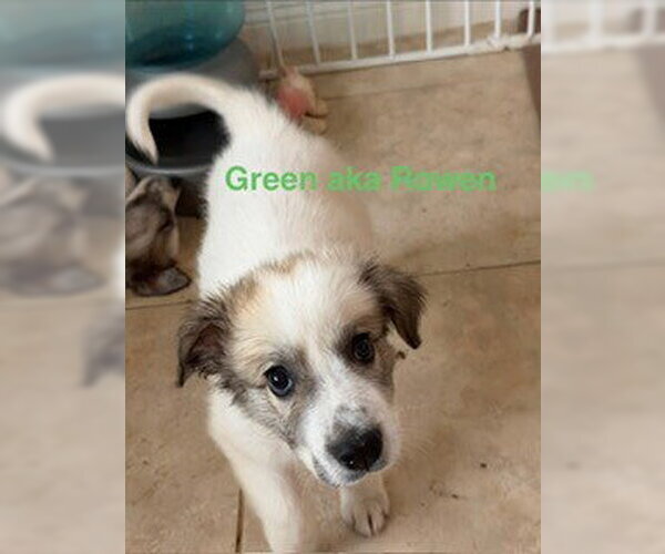 Medium Photo #4 Great Pyrenees Puppy For Sale in Spring, TX, USA