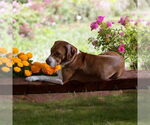Small #6 American Pit Bull Terrier Mix