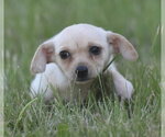 Small #9 Chihuahua