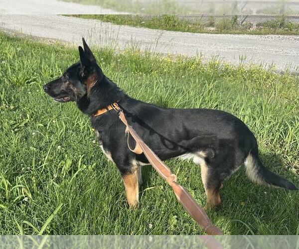 Medium Photo #3 German Shepherd Dog Puppy For Sale in Evansville, IN, USA