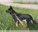 Small #2 German Shepherd Dog
