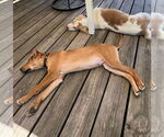 Small #8 German Pinscher Mix