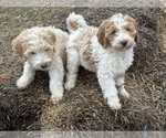 Small Photo #13 Aussie-Poo-Goldendoodle Mix Puppy For Sale in COMMERCE, MI, USA