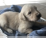 Small Photo #15 Goldendoodle Puppy For Sale in N HIGHLANDS, CA, USA