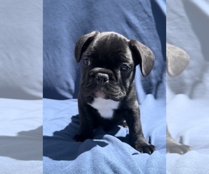 French Bulldog Puppy for sale in FRANKLIN, IN, USA