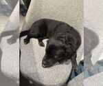 Small #12 Mutt