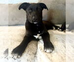 Small #26 Labrador Retriever Mix