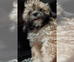 Puppy Baily Mal-Shi