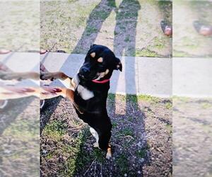 Rottweiler-Unknown Mix Dogs for adoption in San Antonio, TX, USA