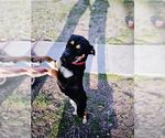 Small Rottweiler Mix