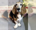 Small #4 Basset Hound
